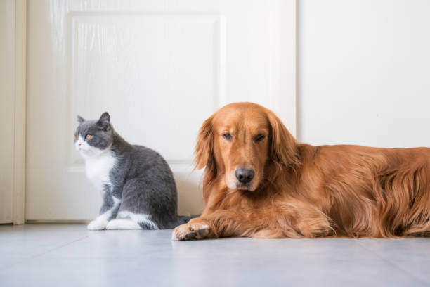 Nutrição para Pets